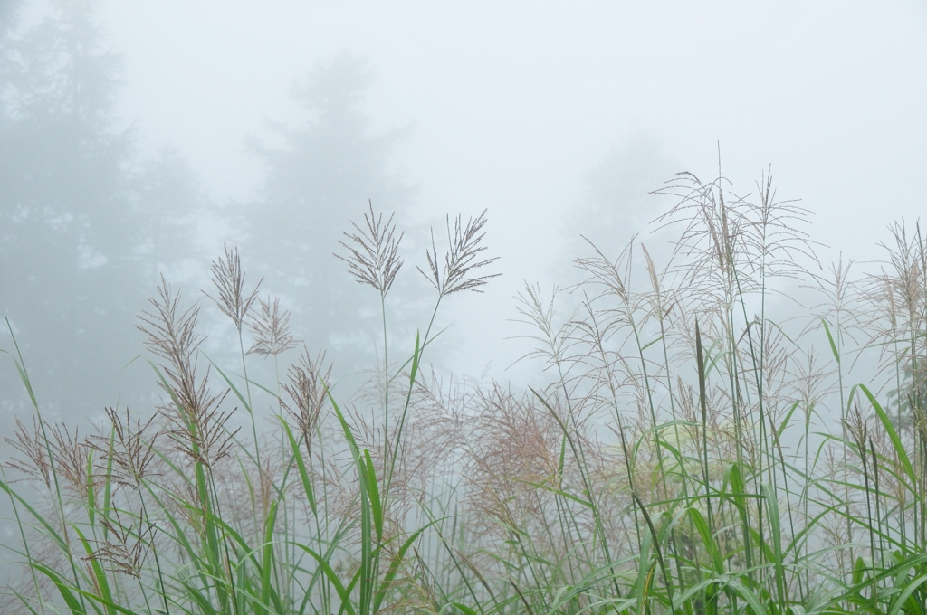 Misty morning #2