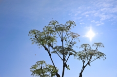 花火のような！