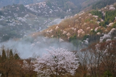 朝霧漂う桜仙峡