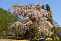 北小倉の枝垂れ桜２