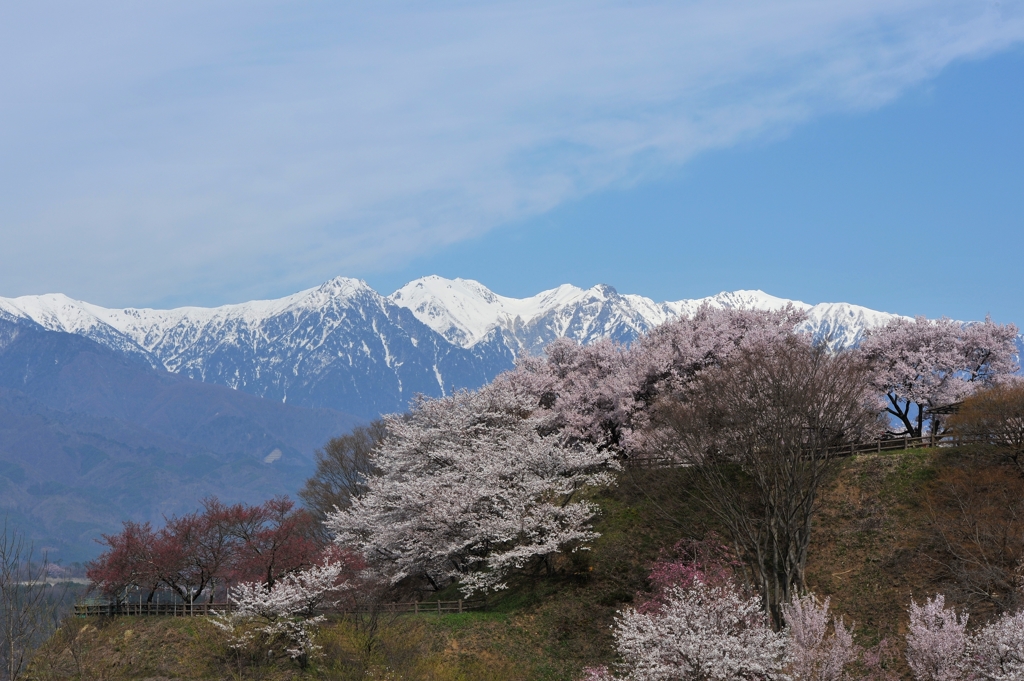 信州の春到来