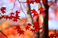 紅