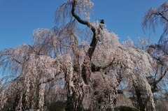 安養寺桜（古木）