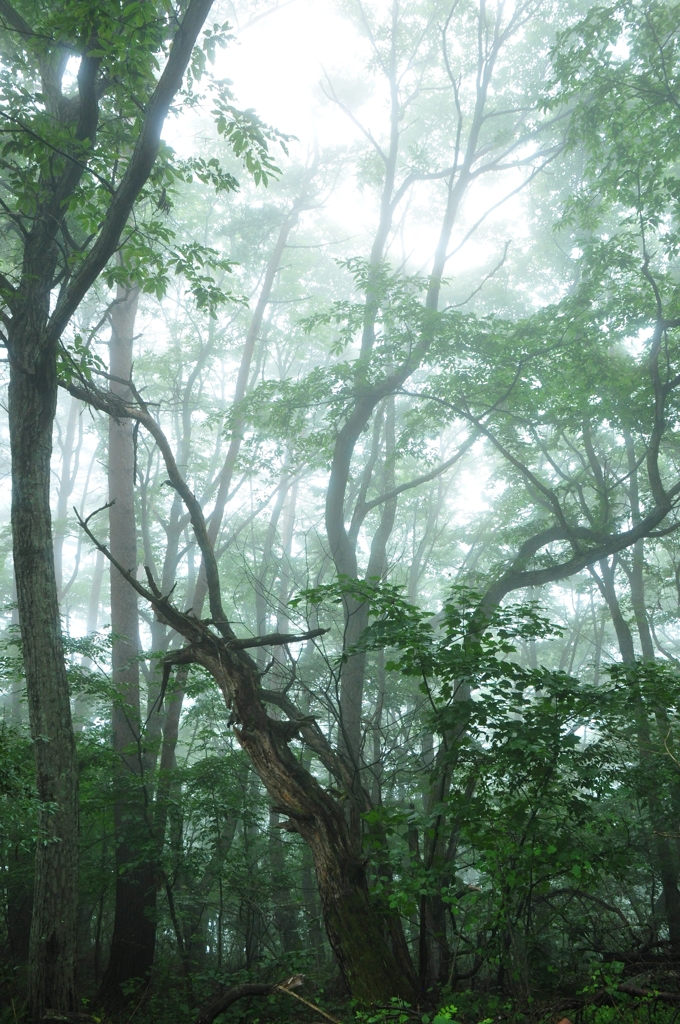 Forest of fog #2