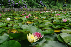 華