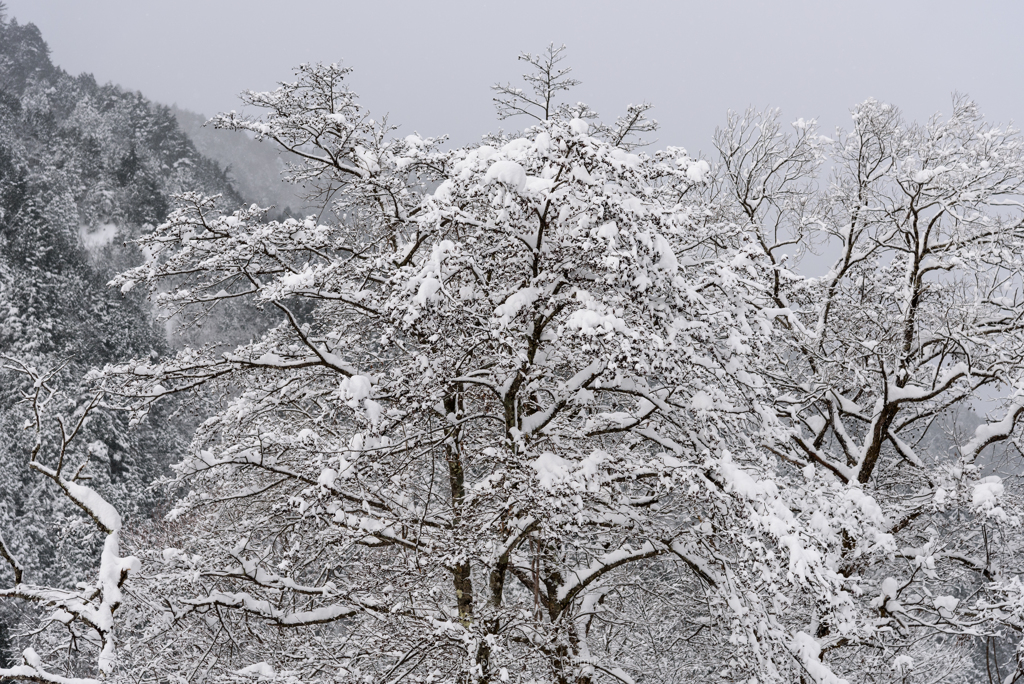 雪化粧