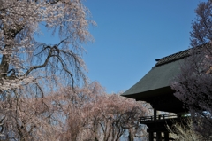 安養寺　桜