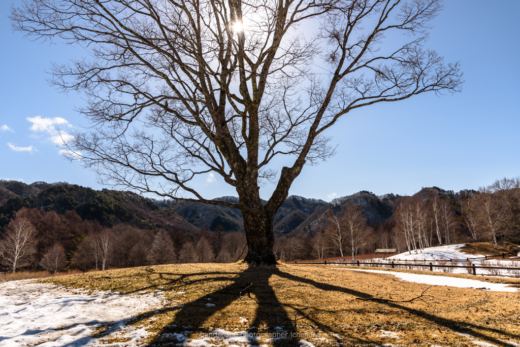 小楢の古木