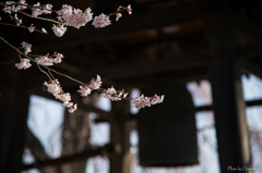 安養寺＜釣鐘と桜＞