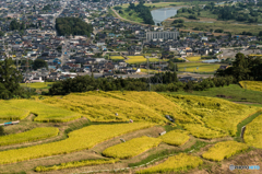 農作業