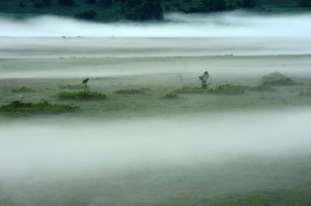湿原の朝