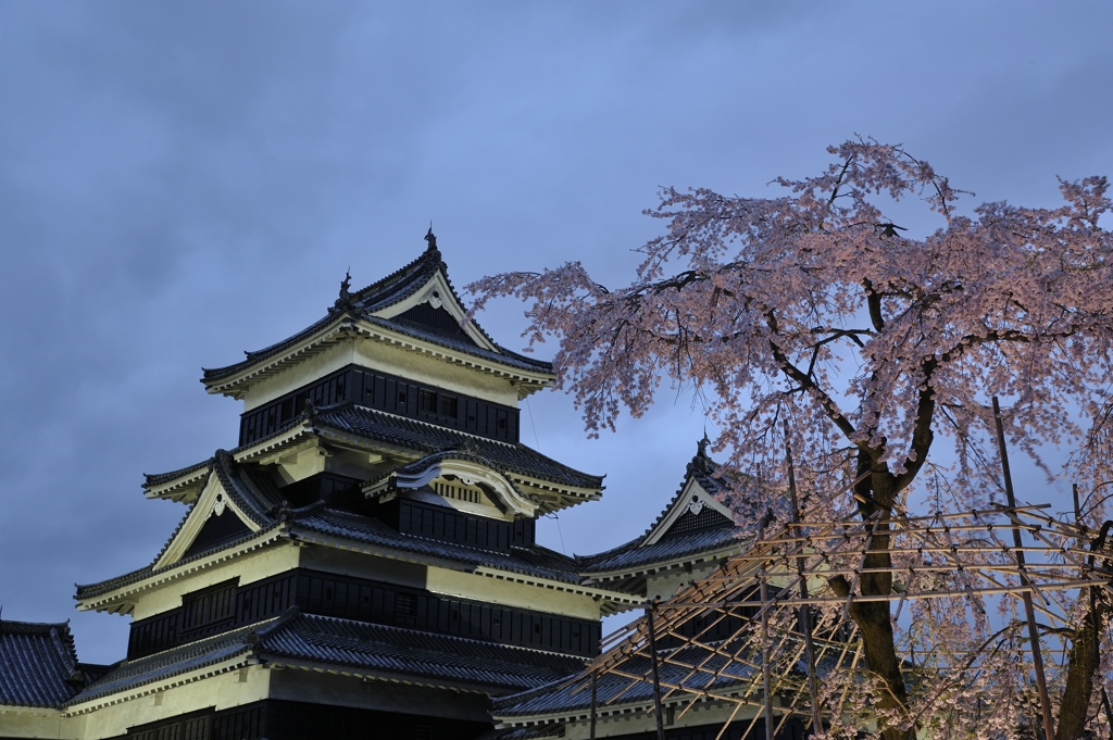 駒つなぎの桜と天守閣