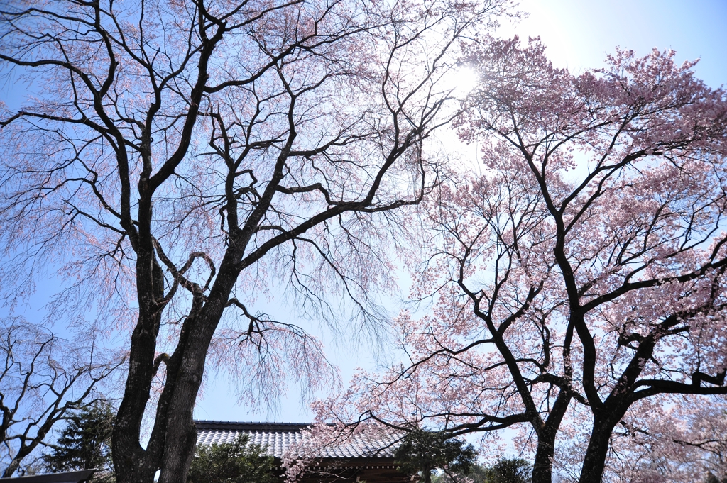 蔵沢寺