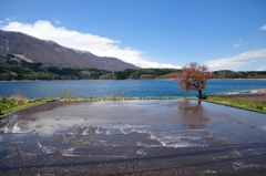 桜散る水田