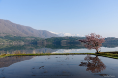 青木湖畔の１本桜