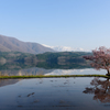 青木湖畔の１本桜