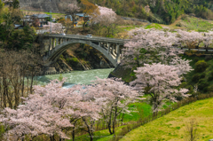 桜の季節