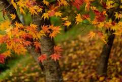 Autumn leaves of maple