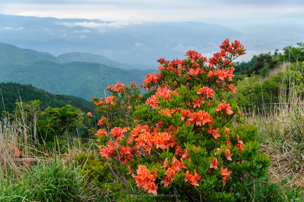Azalea
