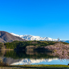 青木湖畔の一本桜