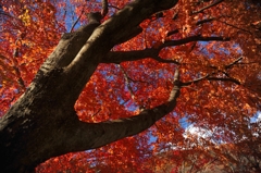 紅葉鷲掴み