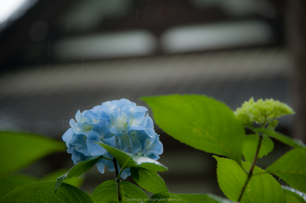 雨のアジサイ寺