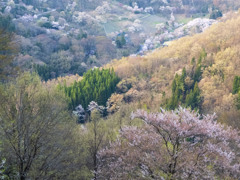 山桜の里<X20>