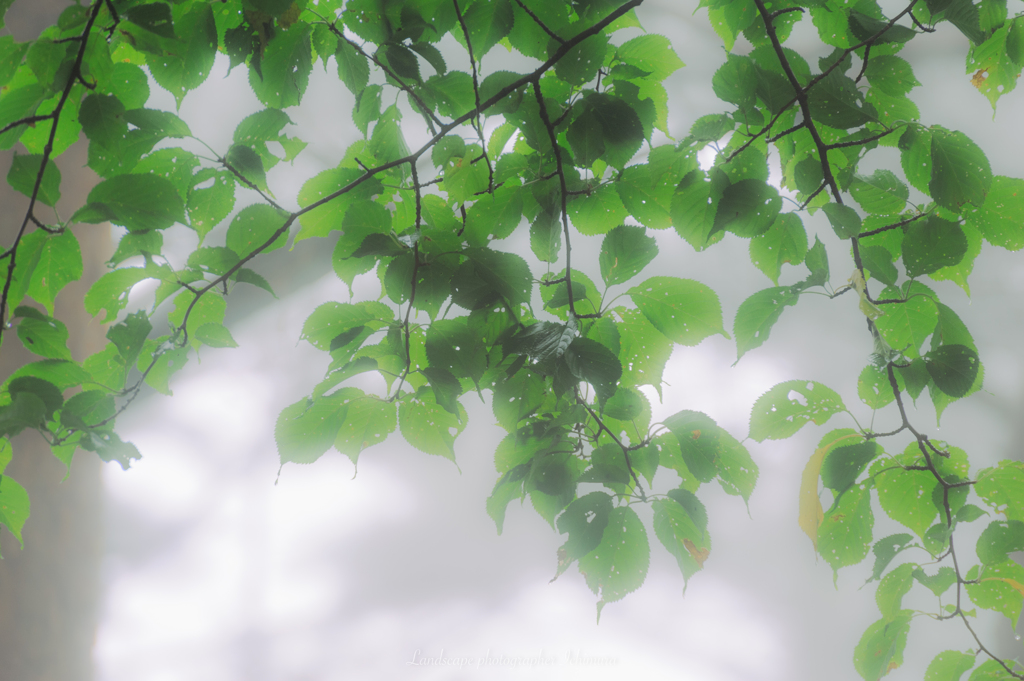 雨に煙る