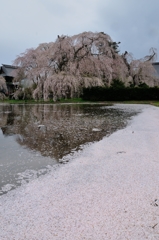 安養寺枝垂れ桜