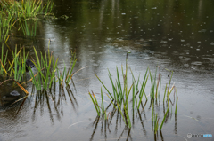 雨の、まいめの池#1
