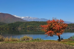 青木湖畔ー桜紅葉ー