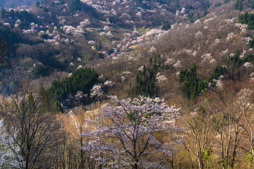 桜仙峡の春