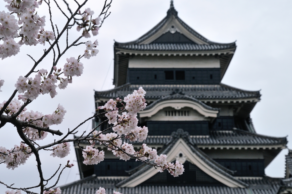 桜咲く