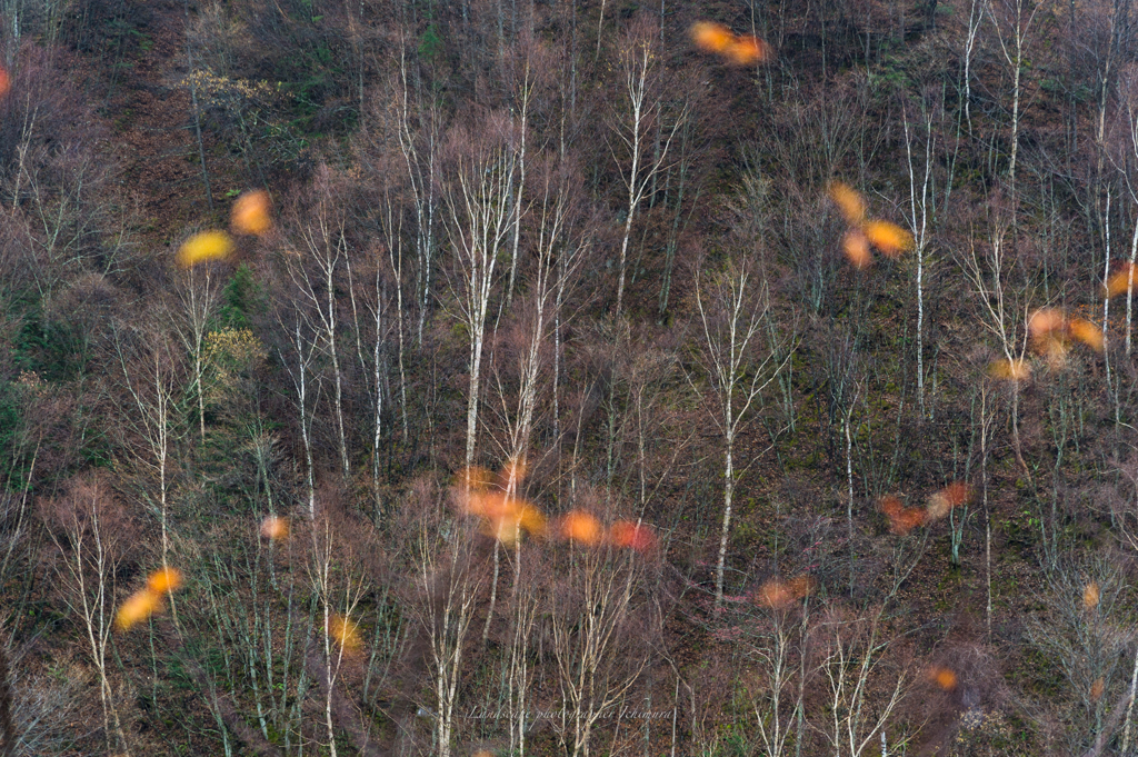 Scene of the late Autumn