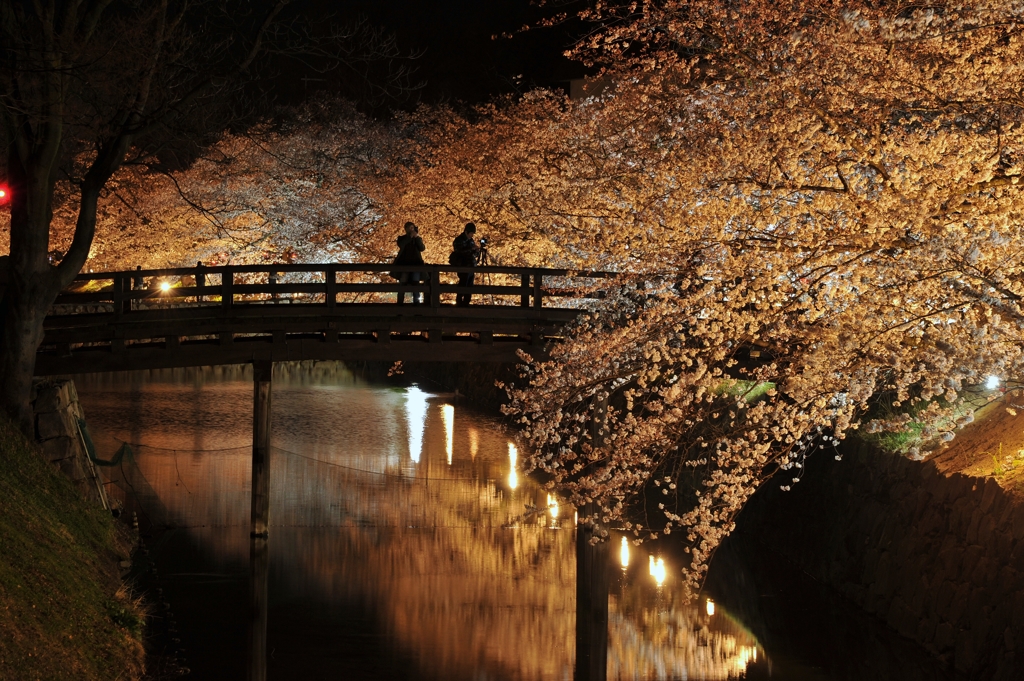 夜桜撮影
