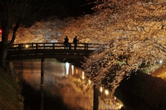夜桜撮影