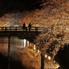 夜桜撮影