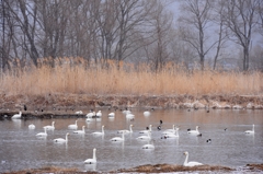 安曇野白鳥飛来地