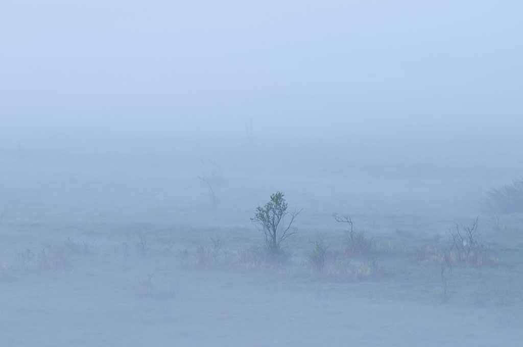 朝霧の湿原