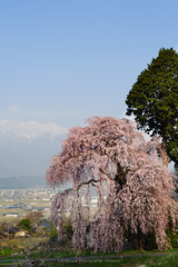 吉瀬のしだれ桜