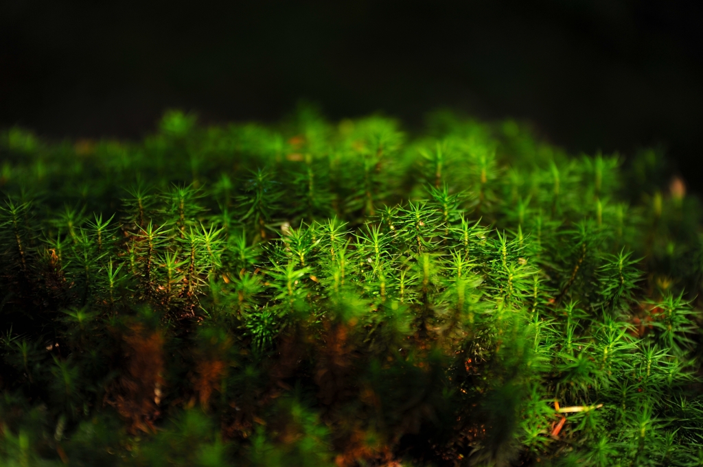 200mm f/2.8 World
