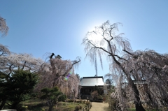 安養寺枝垂れ桜