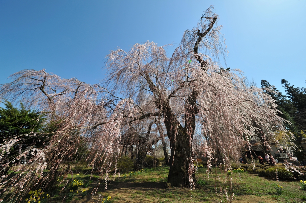 安養寺枝垂れ桜