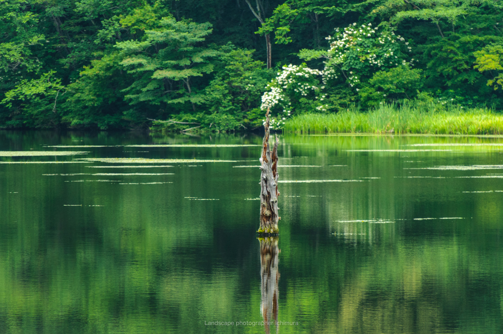 Dead tree