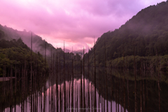 ピンク色に染まる自然湖