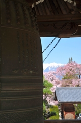 釣り鐘と桜