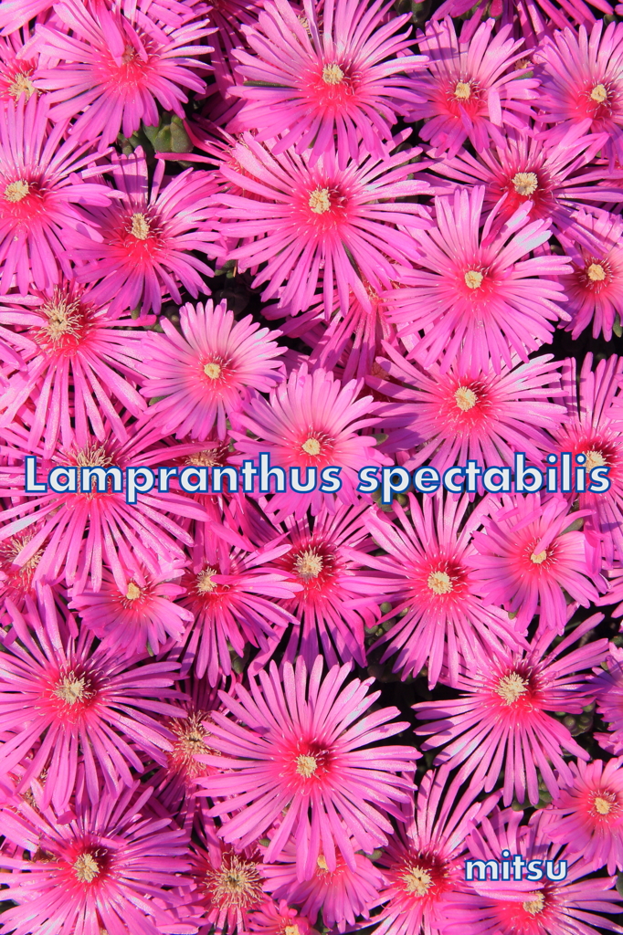 ～Lampranthus spectabilis～