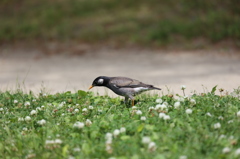 ムクドリ 大濠公園にて