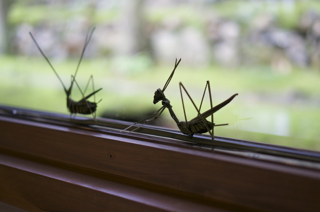 バッタとカマキリ