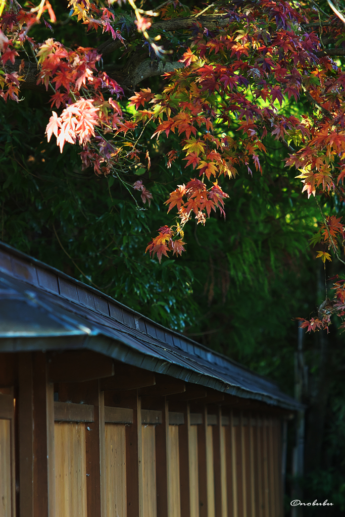 最後の紅葉